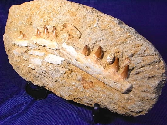 モササウルスの下顎化石（その17）