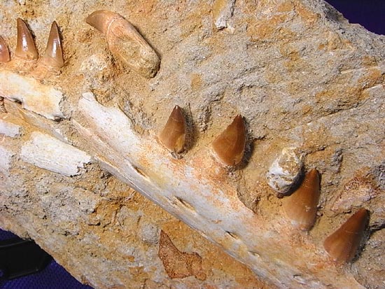モササウルスの下顎化石（その18）