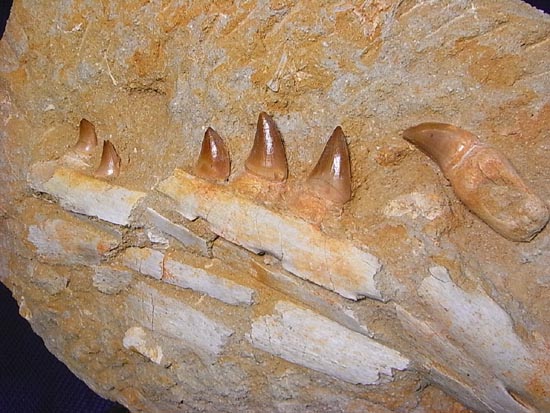 モササウルスの下顎化石（その19）