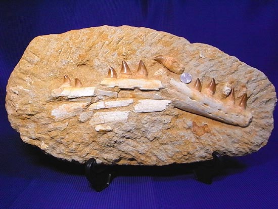 モササウルスの下顎化石（その2）