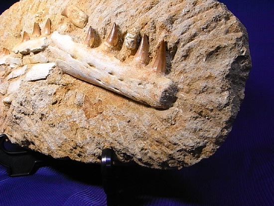 モササウルスの下顎化石（その20）