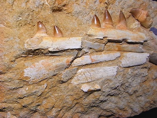 モササウルスの下顎化石（その3）