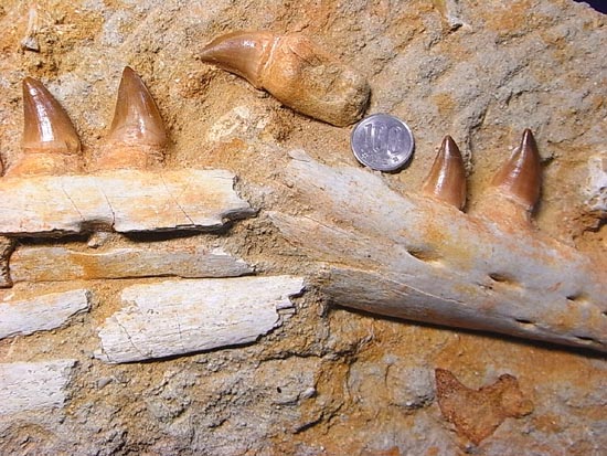 モササウルスの下顎化石（その4）