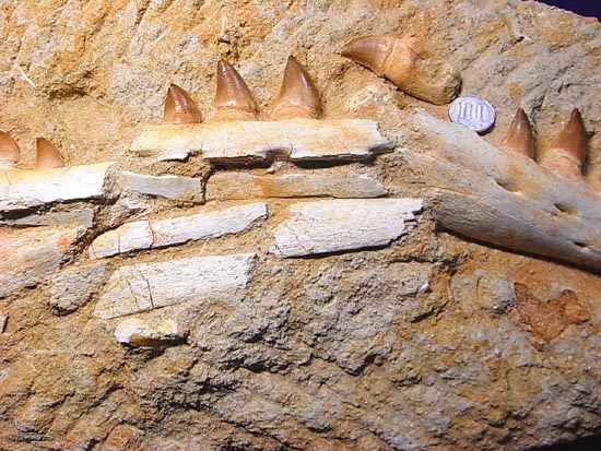 モササウルスの下顎化石（その5）