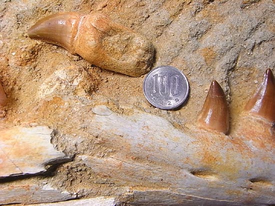 モササウルスの下顎化石（その8）