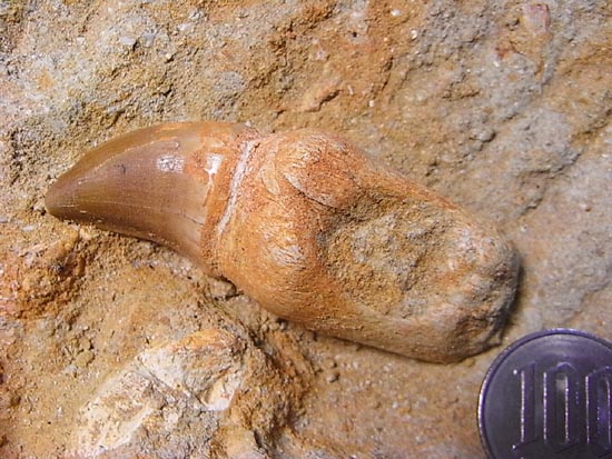 モササウルスの下顎化石（その9）