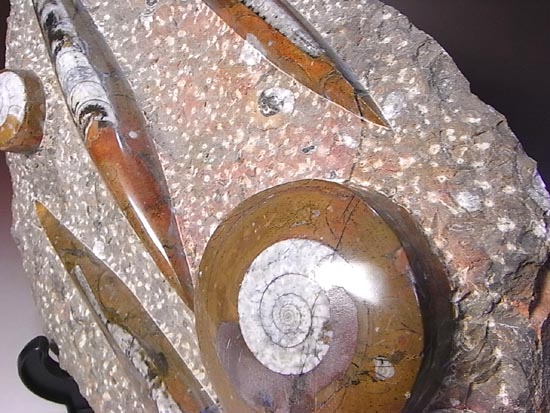 オルソセラスとアンモナイトのプレート化石（その12）