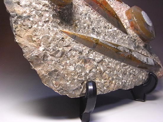 オルソセラスとアンモナイトのプレート化石（その13）