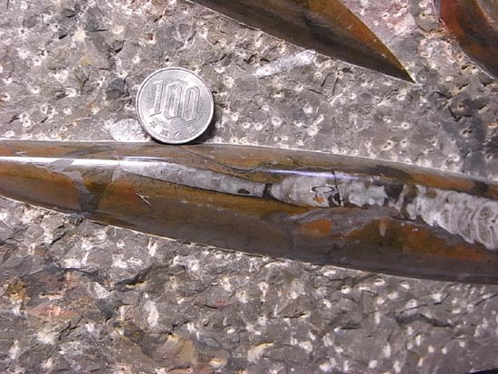 オルソセラスとアンモナイトのプレート化石（その2）