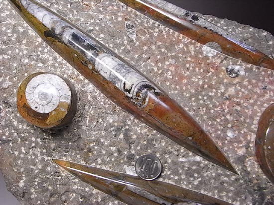 オルソセラスとアンモナイトのプレート化石（その7）