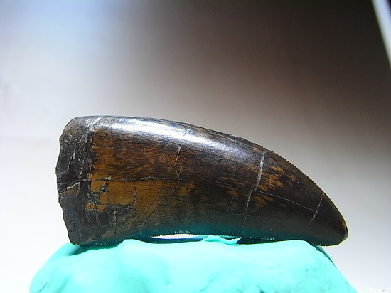 レア化石ゴルゴサウルスの歯（その6）