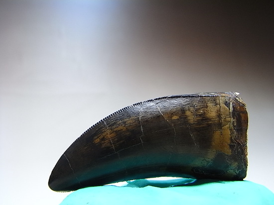 レア化石ゴルゴサウルスの歯（その9）