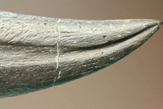 アルバートサウルス幼体のフットクロウ（その12）