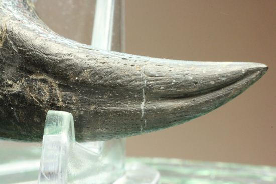 アルバートサウルス幼体のフットクロウ（その9）