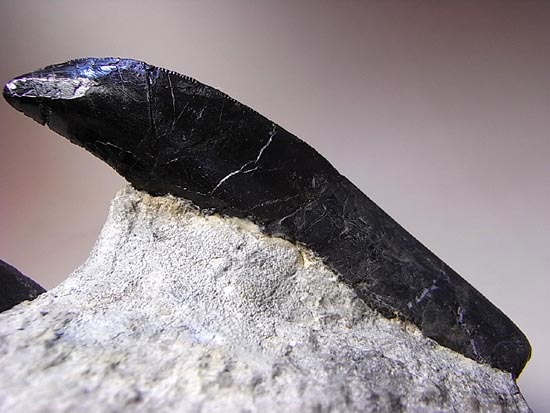 歯根つきアロサウルスの歯 恐竜 販売