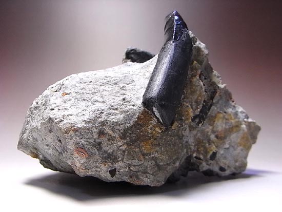 恐竜の歯の化石 Yahoo!オークション - 恐竜 歯 化石 カルカロドントサウルス