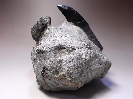 歯根つきアロサウルスの歯 恐竜 販売