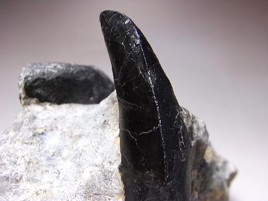 歯根つきアロサウルスの歯（その9）
