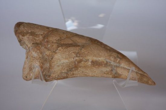 巨大スピノサウルスの足のつめ(その1)