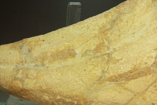 巨大スピノサウルスの足のつめ(その10)