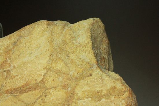 巨大スピノサウルスの足のつめ(その11)