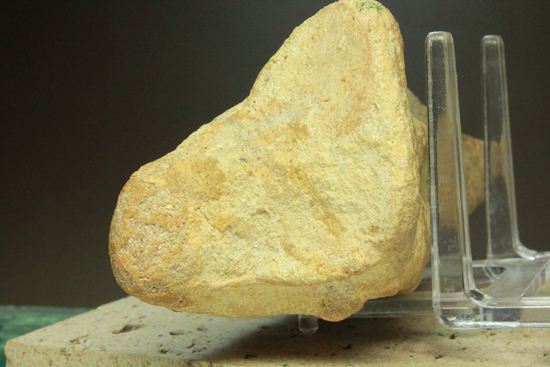 巨大スピノサウルスの足のつめ(その12)