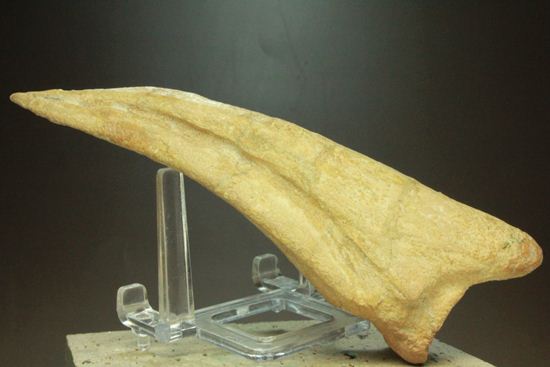 巨大スピノサウルスの足のつめ（その13）