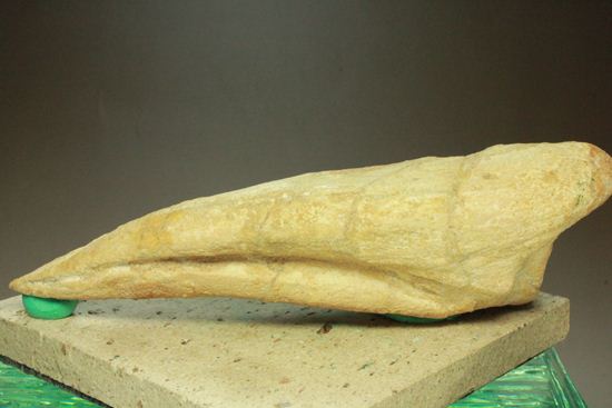 巨大スピノサウルスの足のつめ(その17)
