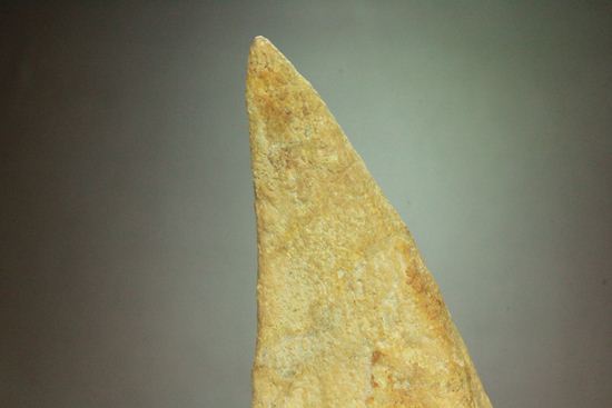 巨大スピノサウルスの足のつめ(その18)