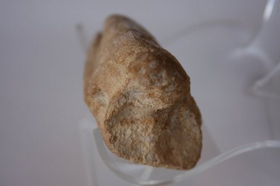 巨大スピノサウルスの足のつめ(その3)
