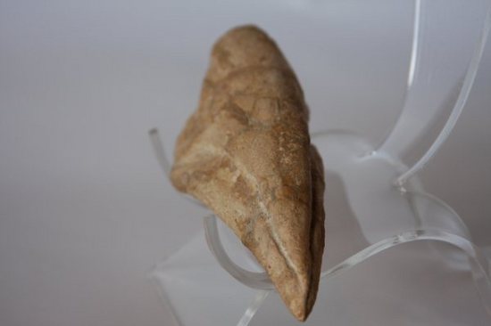 巨大スピノサウルスの足のつめ(その4)