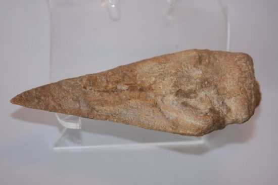 巨大スピノサウルスの足のつめ(その5)