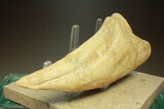 巨大スピノサウルスの足のつめ(その6)