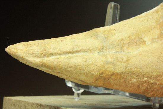 巨大スピノサウルスの足のつめ(その7)