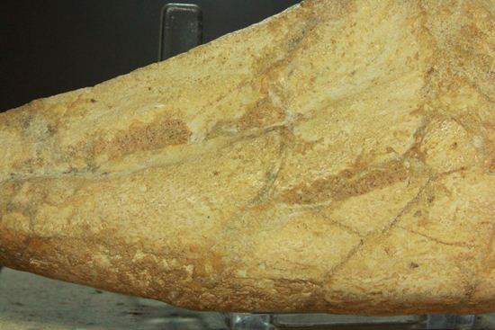 巨大スピノサウルスの足のつめ(その8)