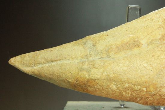 巨大スピノサウルスの足のつめ(その9)