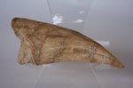 巨大スピノサウルスの足のつめ