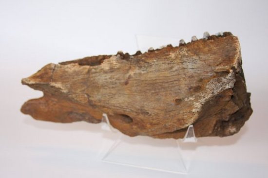 歯も残っている！エドモントサウルスの下顎化石（その1）