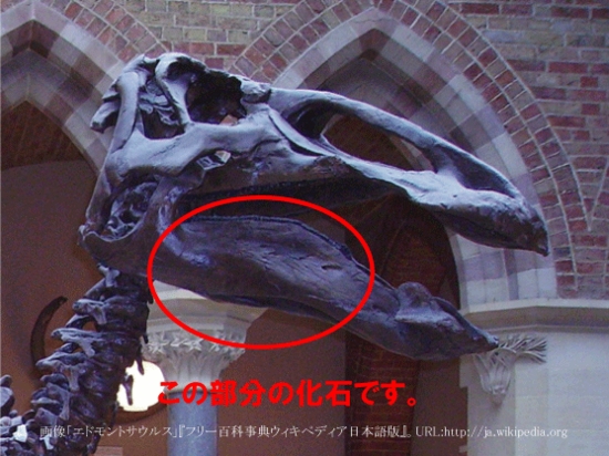 歯も残っている！エドモントサウルスの下顎化石（その2）