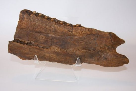 歯も残っている！エドモントサウルスの下顎化石（その3）