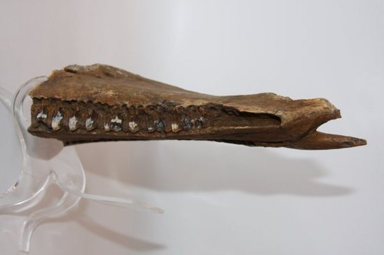 歯も残っている！エドモントサウルスの下顎化石（その4）