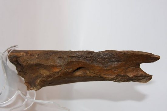 歯も残っている！エドモントサウルスの下顎化石（その5）