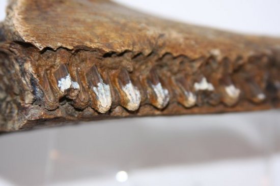 歯も残っている！エドモントサウルスの下顎化石（その7）