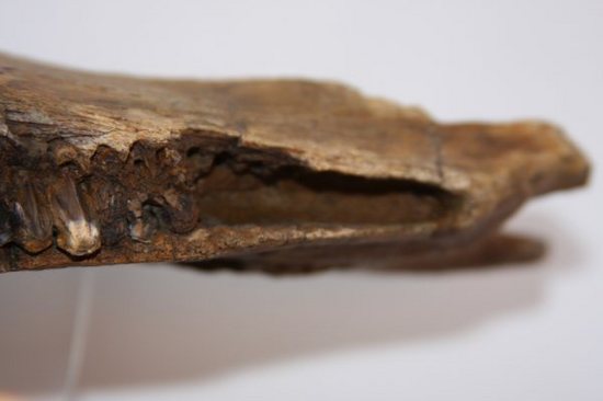 歯も残っている！エドモントサウルスの下顎化石（その8）