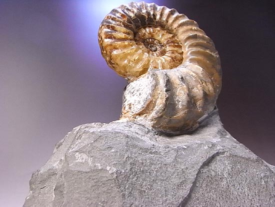フランス産のクリーム色の美しい3Dアンモナイト(その1)