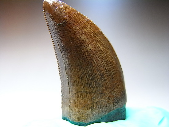 保存状態最高レベルのティラノサウルスの美歯（その13）