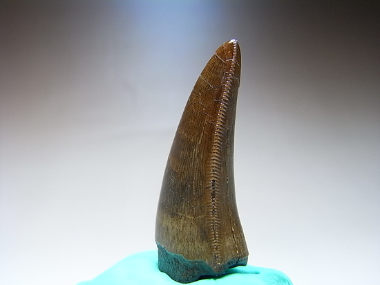 保存状態最高レベルのティラノサウルスの美歯（その4）