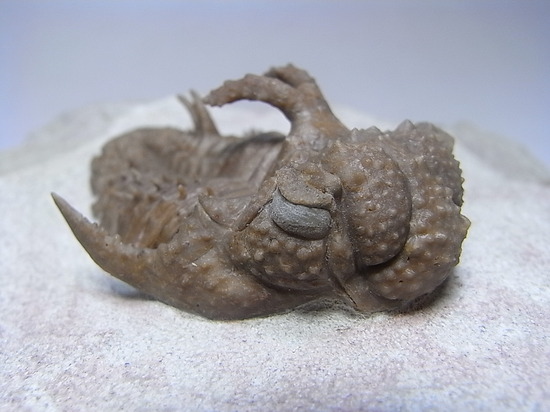 ロシアン三葉虫の至宝、ホプロリカス(その1)