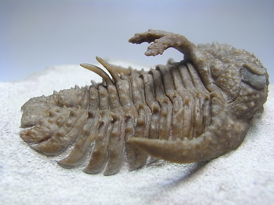 ロシアン三葉虫の至宝、ホプロリカス(その10)