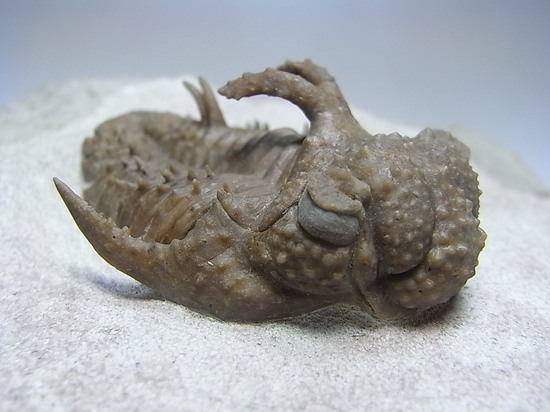 ロシアン三葉虫の至宝、ホプロリカス(その11)